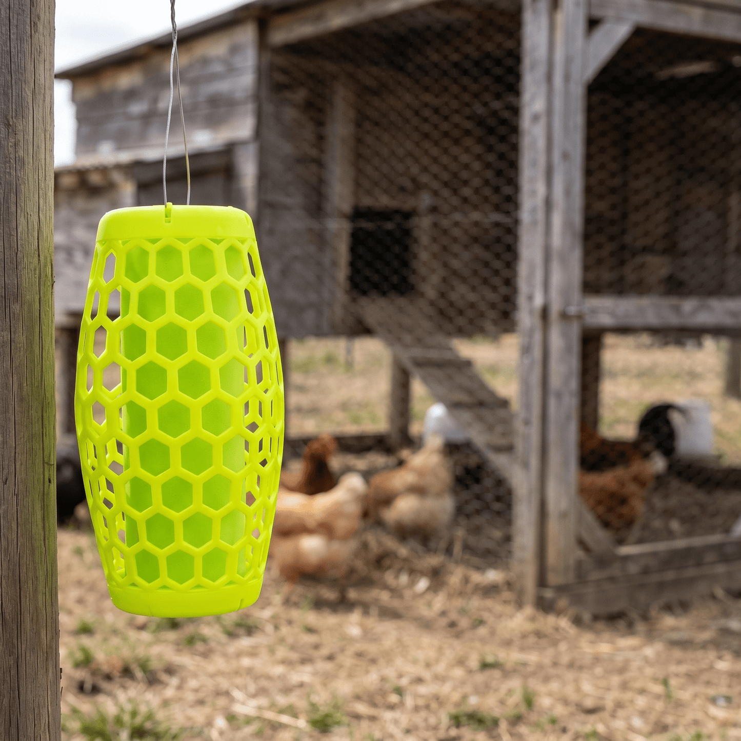 YellowJacket Sticky Trap
